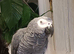Coco the African grey