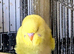 Quality budgies for sale.