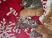 Beautiful peach and ginger maincoone/British shorthair kittens for sale