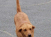 Kc reg red lab bitch