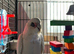 Bare Eyed Cockatoo