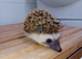 3 Pygmy Hedgehogs Avalible 8 weeks old