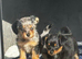 Pomchi puppys