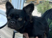 French bulldog fluffy