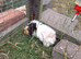 4 male guinea pigs for sale