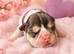 Waiting list for french bulldog puppies due soon