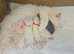 BEAUTIFUL PERSIAN FLAT-FACE KITTENS LOOKING FOR THEIR FOREVER HOMES