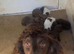 1 chocolate and white Cocker spaniel boy