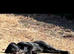 Cane corso 9 month girl