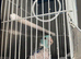 Tamed parrotlet