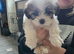Cava-tzu puppies