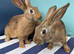 7 BELGIAN HARE KITS