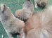 8 weeks old pameranian puppies