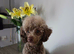 KC Reg Brown Toy Poodle For Stud