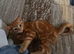 1 male ginger kitten left