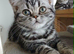 Bsh. Silver Classic Tabby .