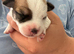 9 stunning. Jack Russell pups