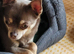 Chihuahua blue apple hesad Chihuahua