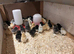Mixed pure bred silkie chicks and hatching eggs