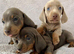 Council Registered DNA Tested Mini Smooth Dachshund Pups