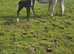 PBA x ID Grey Colt