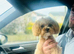 TINY MALTIPOO STUD