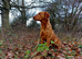KC registered labrador puppies