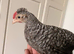 Crested Cream Legbar growers 2 males available