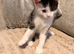 4 beautiful kittens