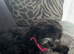Cockapoo