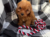 Stunning F1 cavapoos ready now !