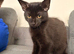 Three black kittens