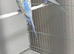Budgies