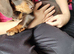Dachshund puppy for sale