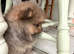 Miniature teddy bear Pomeranian puppies
