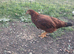 Free Ranging Brown Hens for sale