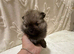 Miniature Pomeranian boys
