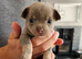 x5 Smoothcoat Chihuahuas for sale