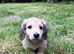 Gorgeous shaded cream boy, 1 remaining