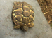 Hermanns tortoise