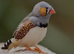 Finches wanted