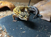 Leopard gecko and set up
