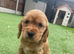 Beautiful cocker spaniel pups