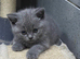 Two stunning British short haired kittens READY NOW
