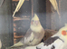 Cockatiels