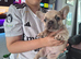 French bulldog pups