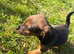 ***Jack Russell pups for sale 2 boys  left ***