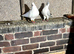 Afghan and Iranian pigeon (plz read description before you drop msg)