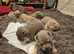 French bulldog puppies