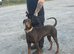 Beautiful family dobermanns *4 pups 1 girl 3 boys*